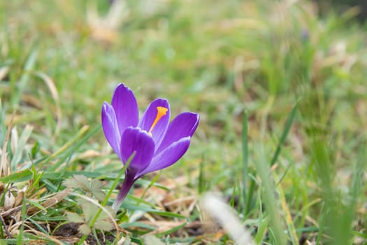 Crocuses - blooming purple flowers making their way in early spring on the fresh green meadow, closeup with space for text, banner - write a key words