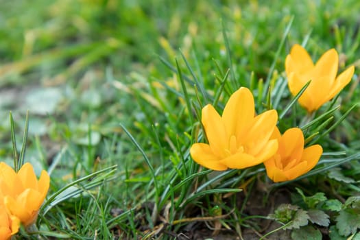 Crocuses - blooming yellow  flowers making their way in early spring on the fresh green meadow, closeup with space for text, banner