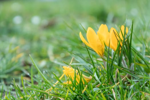 Crocuses - blooming yellow  flowers making their way in early spring on the fresh green meadow, closeup with space for text, banner