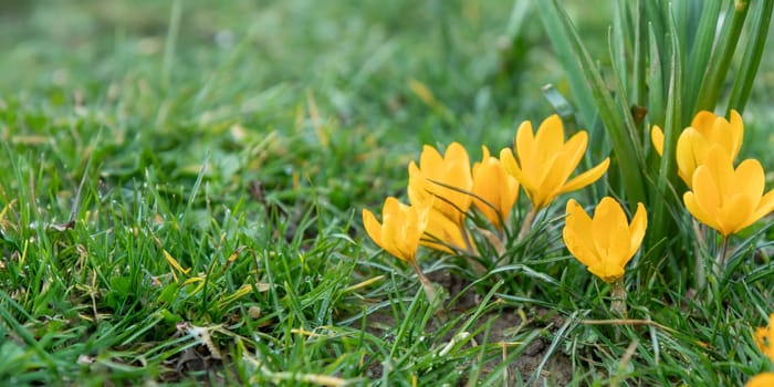 Crocuses - blooming yellow  flowers making their way in early spring on the fresh green meadow, closeup with space for text, banner