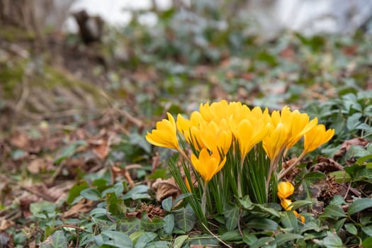 Crocuses - blooming yellow  flowers making their way in early spring on the fresh green meadow, closeup with space for text, banner