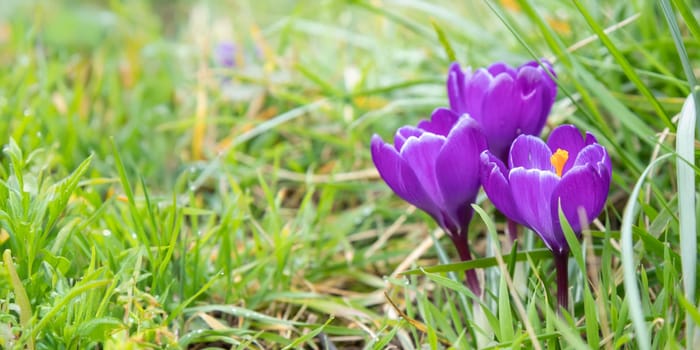 Crocuses - blooming purple flowers making their way in early spring on the fresh green meadow, closeup with space for text, banner - write a key words