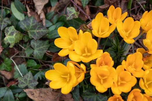 Crocuses - blooming yellow  flowers making their way in early spring on the fresh green meadow, closeup with space for text, banner