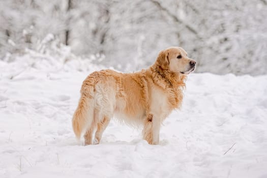 Golden Retriever Dog In The Winter Forest In The Snow