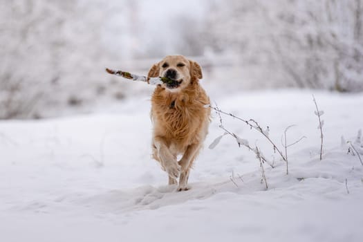 Golden Retriever Dog Holding A Stick In Its Mouth In The Snow During Winter