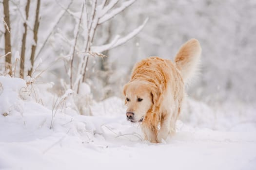 Golden Retriever Dog In The Winter Forest In The Snow