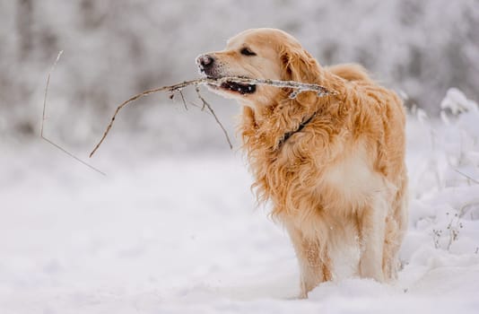 Golden Retriever Dog Holding A Stick In Its Mouth In The Snow During Winter