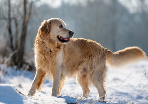 Happy Golden Retriever Dog Runs In The Snow
