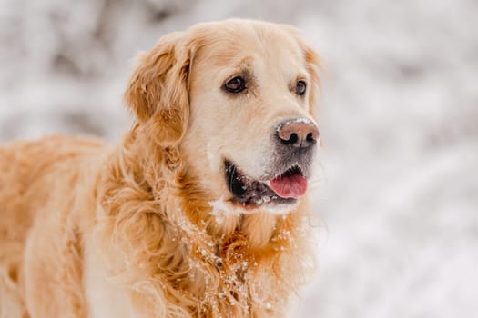 Golden Retriever Dog In The Winter Forest In The Snow
