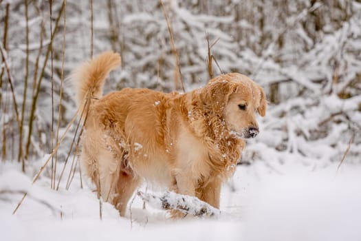 Golden Retriever Dog In The Winter Forest In The Snow
