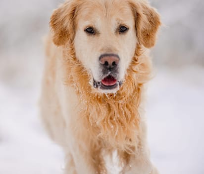 Golden Retriever Dog In The Winter Forest In The Snow