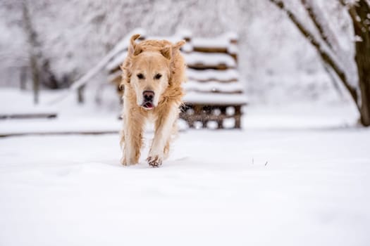 Golden Retriever Dog Running In The Winter Forest