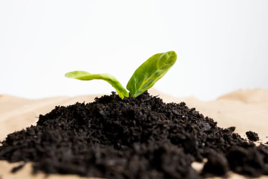 Young green plant sprouting from rich soil for growth and renewal.