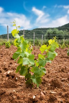 Young sprouts on the new Cannonau grape seedlings. Close-up of the shoots and bunches of grapes in the newly planted vine grafts. Traditional agriculture.