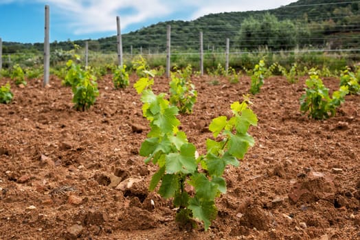 Young sprouts on the new Cannonau grape seedlings. Close-up of the shoots and bunches of grapes in the newly planted vine grafts. Traditional agriculture.