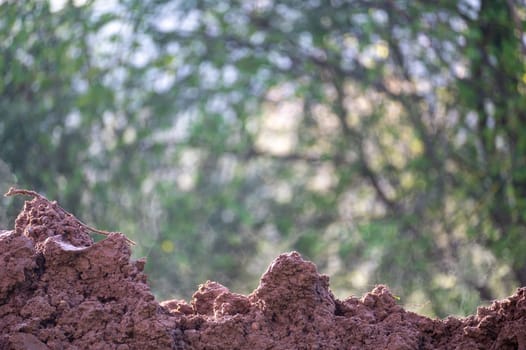 Fresh earth soil in green nature