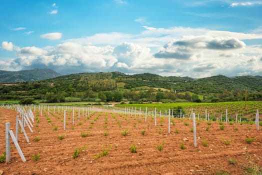 Newly planted Cannonau grape vineyard with new shoots and young leaves in spring. Young inflorescence of the vine. Traditional agriculture. Sardinia, Italy.
