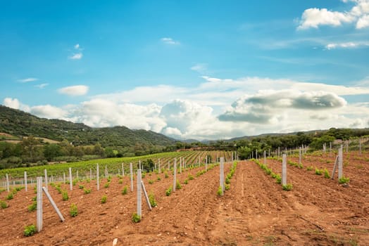 Newly planted Cannonau grape vineyard with new shoots and young leaves in spring. Young inflorescence of the vine. Traditional agriculture. Sardinia, Italy.