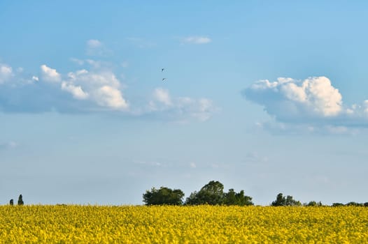 Rape with yellow flowers on the canola field. Cloudy sky. Product for edible oil and bio fuel. Nature from agriculture.