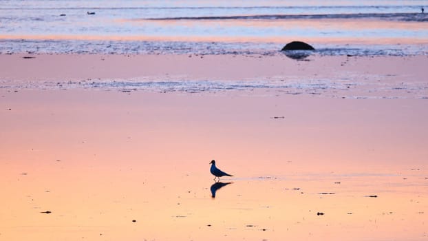 Seagull on the beach. The sunset is reflected in the wet sand. In the background still waves. Low tide on the coast of the Baltic Sea. Landscape photo with wildlife
