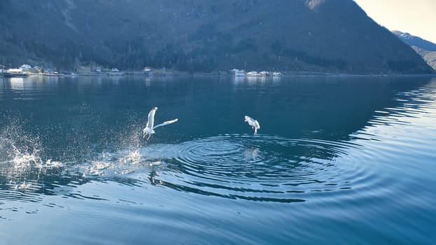Seagulls takes off in the fjord in Norway. Water drops splash in dynamic movement of sea bird. Animal photo from Scandinavia