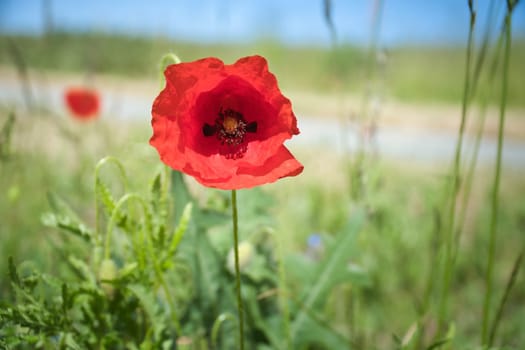 Poppy flower in cornfield. Red petals in green field. Agriculture on the roadside. Flower photo from nature