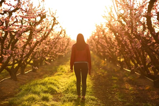 Back view of a woman walking in the middle of a field at sunset