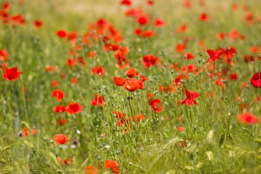 in the barley field - wild poppy flowers - soft focus