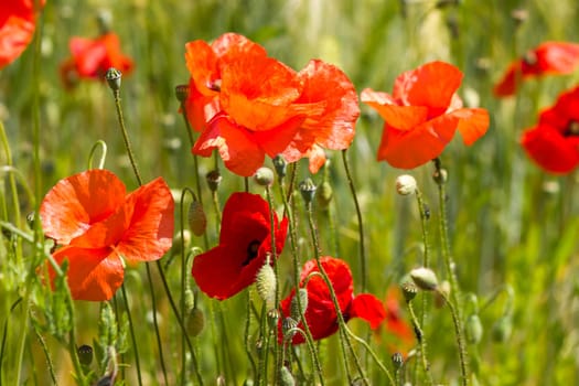 in the barley field - wild poppy flowers - soft focus