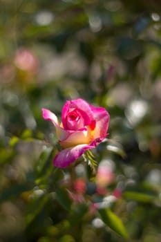 pink rose in the garden - soft focus - blurred background