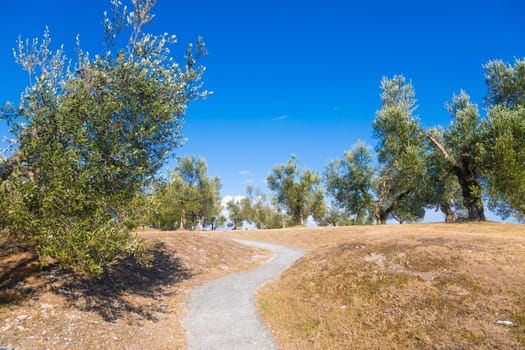 Olive tree cultivation in Italy. Organic outdoor plantation in rural scenery location