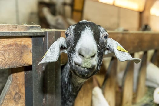 Close-up portrait photo of a brown funny goat in the farm.Nose and mouth is out of focus.