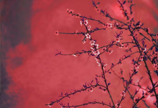 Spring blossom border over red arty textured background. Chinese new year nature vintage design. Flower decor for traditional asian spring festival. Lunar new year celebration.