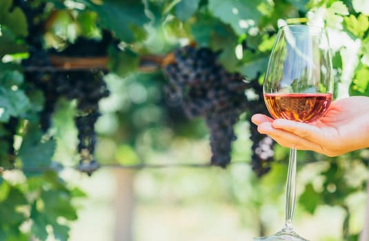 Woman holding glass of red wine in vineyard field. Wine tasting in outdoor winery. Grape production and wine making concept.