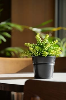 A succulent plant sits in a black pot on a table surrounded by greenery.