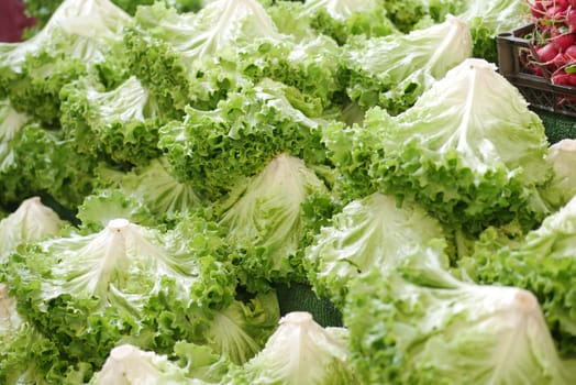 Crisp heads of lettuce fill a market stall under bright sunlight.