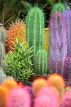 Brightly colored cacti arranged in a lush garden display.