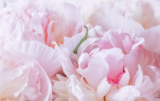 White pink peony petals. Soft focus. Abstract floral background for holiday design. High quality photo