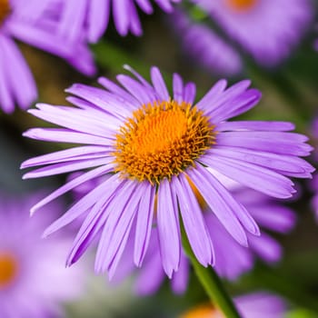 Alpine aster, Aster alpinus. Beautiful purple flowers with an orange center and drops of water after rain in the garden
