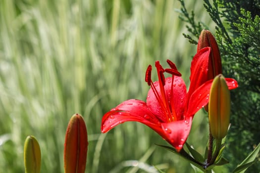 Red lily with dew drops in the garden. Gardening concept. Natural background