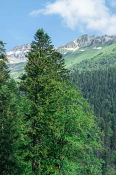 Towering evergreen trees dominate the foreground, contrasting with the snow-capped peaks in the background. A bright blue sky enhances the vibrant colors of this serene mountain scene.