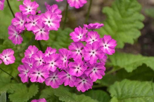 Primula sieboldii - early spring flower, primrose