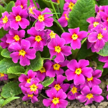 Primula vulgaris - early spring flower, primrose