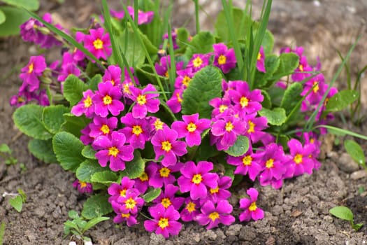 Primula vulgaris - early spring flower, primrose