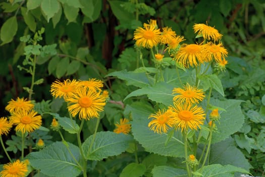 Telekia speciosa is species of flowering plant in the family Asteraceae