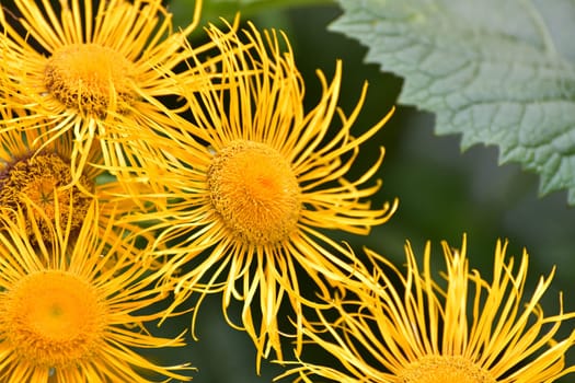 Telekia speciosa is species of flowering plant in the family Asteraceae