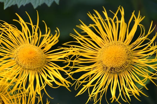 Telekia speciosa is species of flowering plant in the family Asteraceae