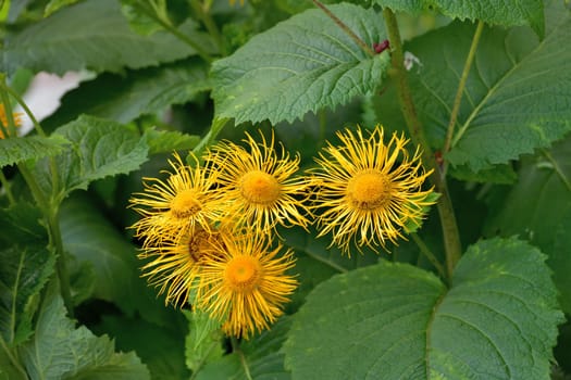 Telekia speciosa is species of flowering plant in the family Asteraceae