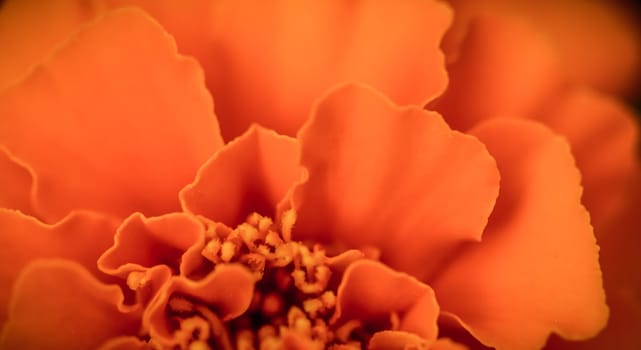 Close up beautiful Marigold flower. Cute orange flowers. High quality photo