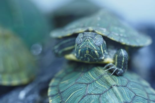 Several turtles rest on each other while surrounded by water.